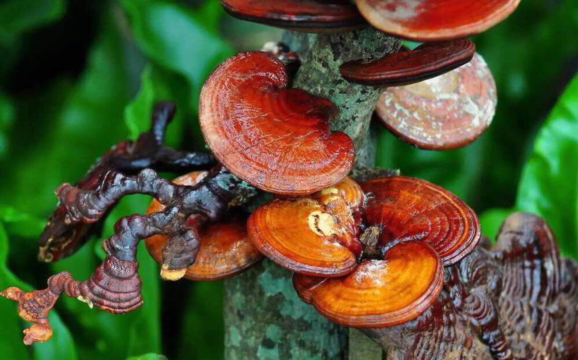 hongo-ganoderma- puerto morelos online